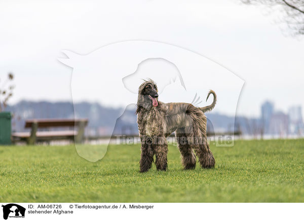 stehender Afghane / AM-06726