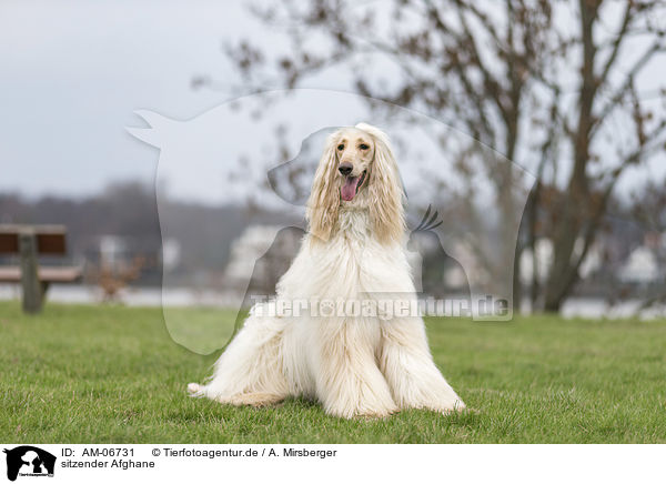 sitzender Afghane / AM-06731