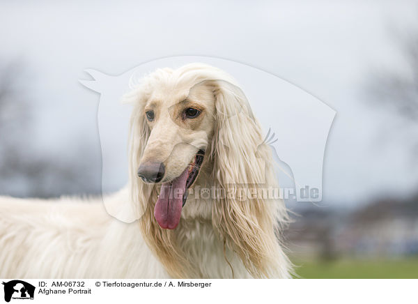 Afghane Portrait / AM-06732