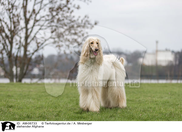 stehender Afghane / AM-06733
