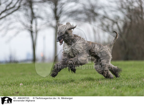 rennender Afghane / AM-06743