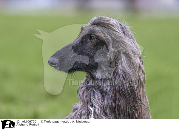 Afghane Portrait / AM-06750