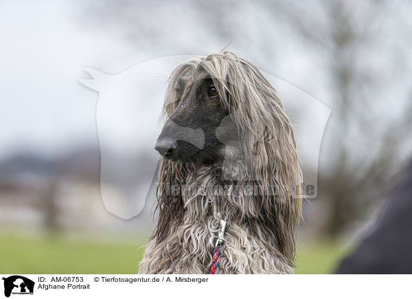 Afghane Portrait / AM-06753