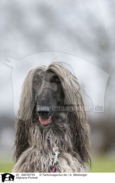 Afghane Portrait / AM-06754