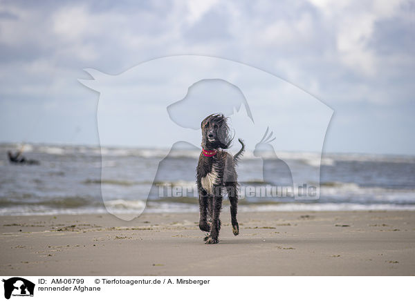 rennender Afghane / running Afghan / AM-06799