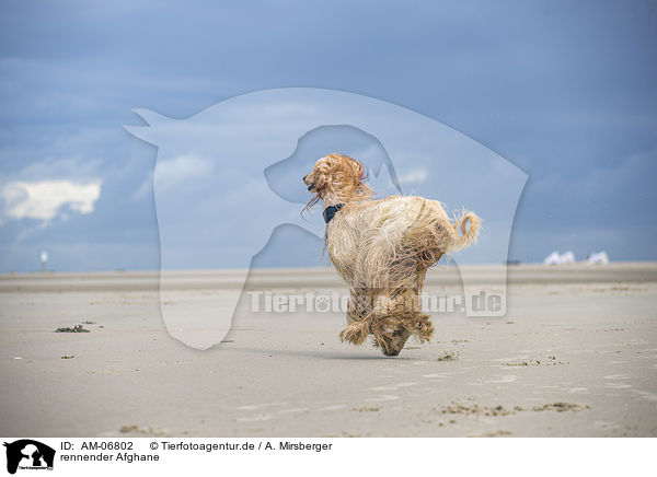 rennender Afghane / running Afghan / AM-06802