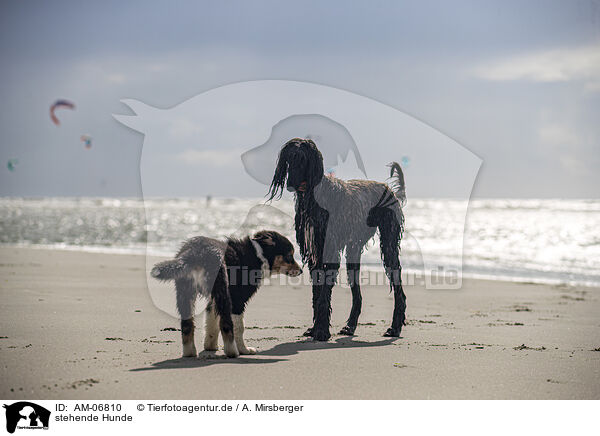 stehende Hunde / standing Dogs / AM-06810