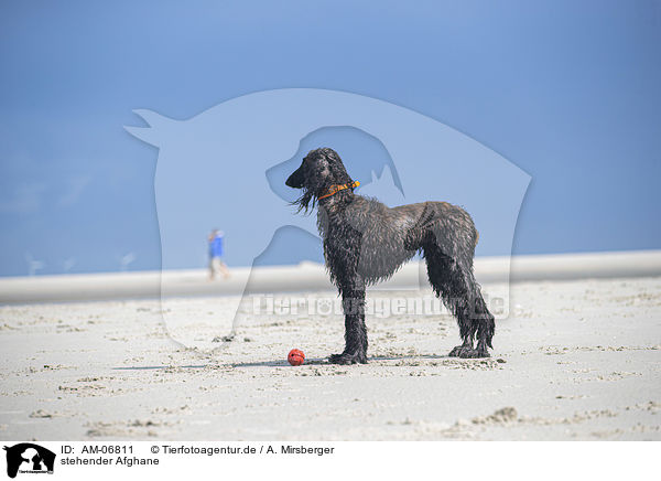 stehender Afghane / standing Afghan / AM-06811