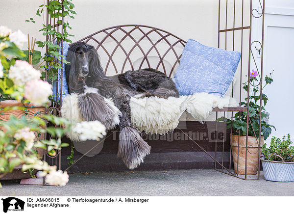 liegender Afghane / lying Afghan / AM-06815