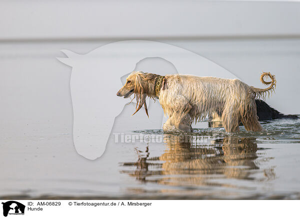 Hunde / AM-06829
