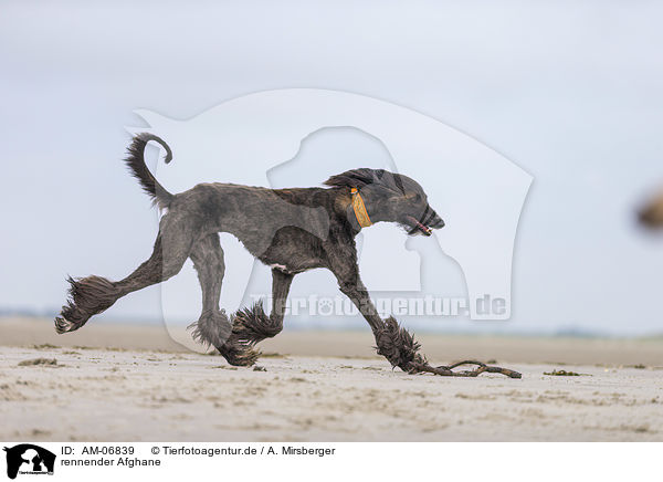 rennender Afghane / running Afghan / AM-06839