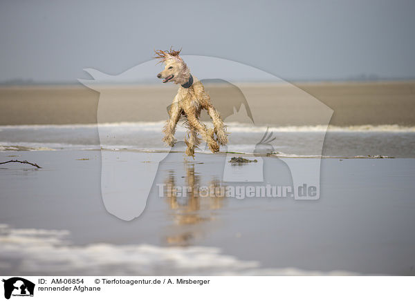 rennender Afghane / running Afghan / AM-06854