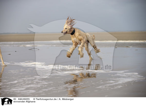 rennender Afghane / running Afghan / AM-06855