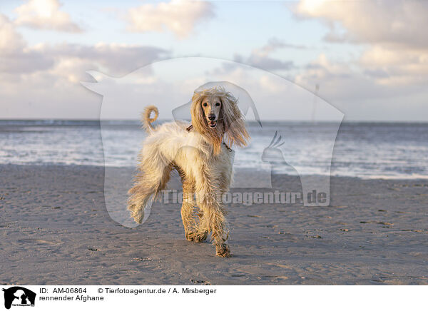rennender Afghane / AM-06864