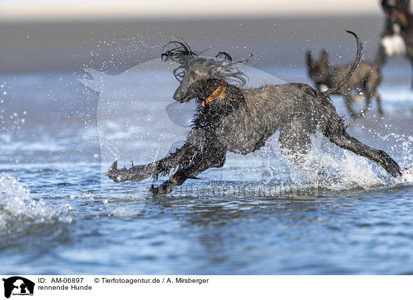 rennende Hunde / AM-06897