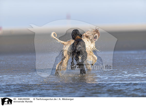 rennende Hunde / AM-06898