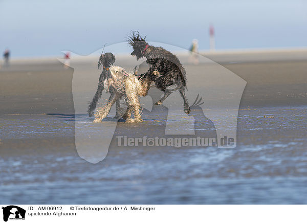 spielende Afghanen / playing Afghans / AM-06912