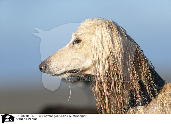 Afghane Portrait / AM-06917