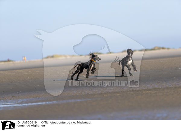 rennende Afghanen / running Afghans / AM-06919