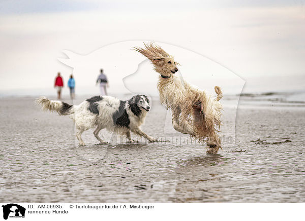 rennende Hunde / running Dogs / AM-06935