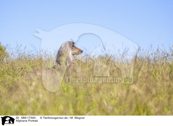 Afghane Portrait / Afghan Portrait / MW-17584