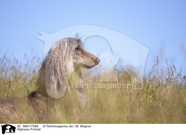 Afghane Portrait / Afghan Portrait / MW-17586