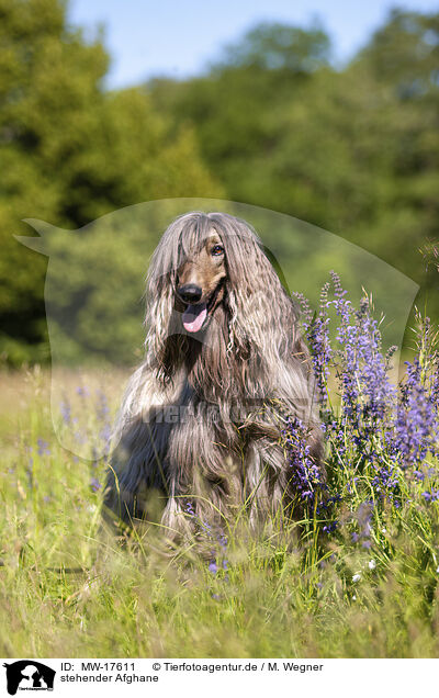 stehender Afghane / standing Afghan / MW-17611