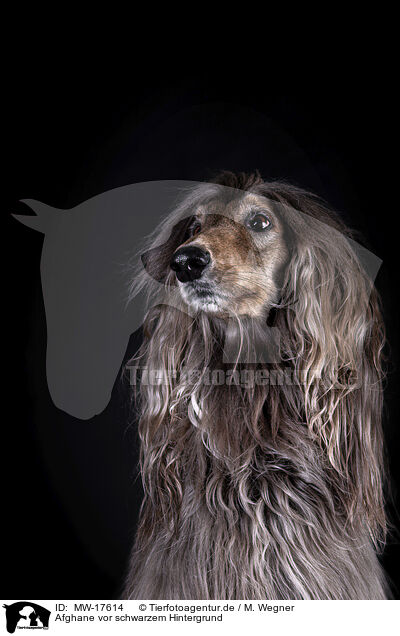 Afghane vor schwarzem Hintergrund / Afghan in front of black background / MW-17614