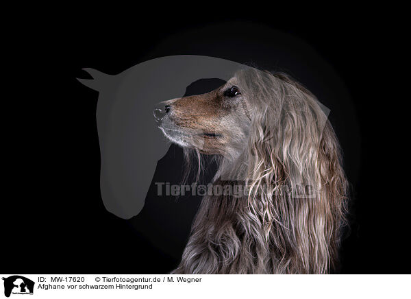 Afghane vor schwarzem Hintergrund / MW-17620