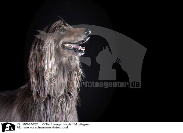 Afghane vor schwarzem Hintergrund / Afghan in front of black background / MW-17627