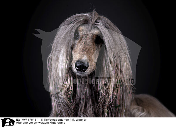 Afghane vor schwarzem Hintergrund / Afghan in front of black background / MW-17643