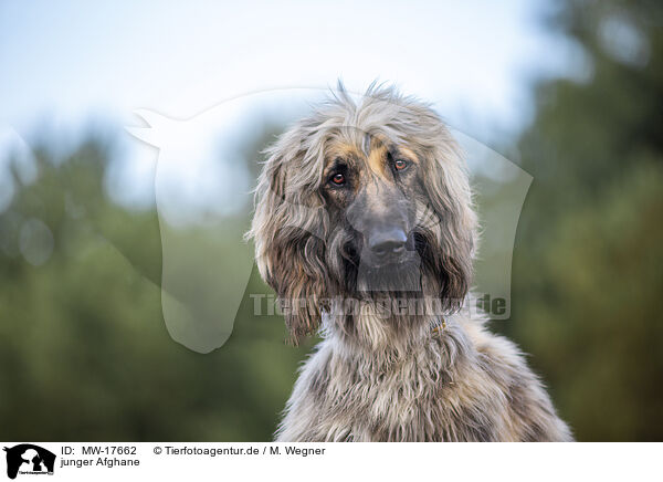 junger Afghane / MW-17662