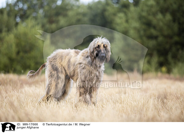 junger Afghane / MW-17666