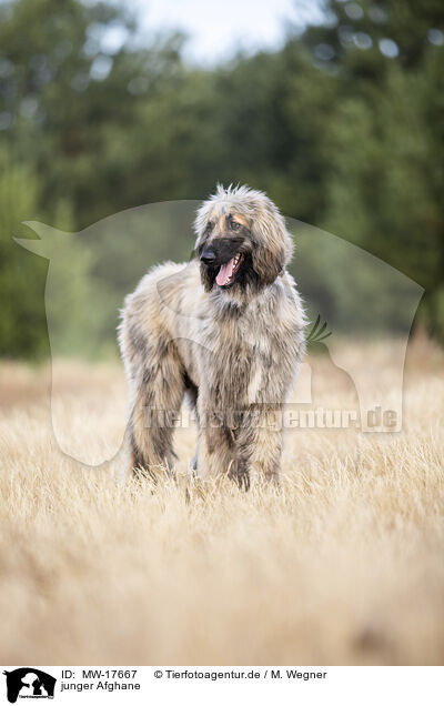 junger Afghane / MW-17667