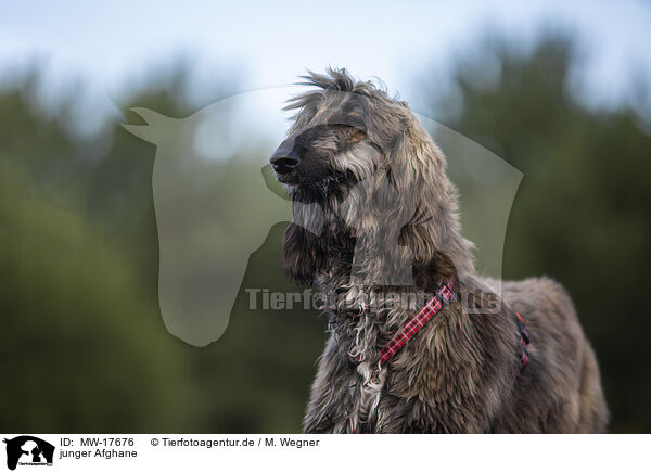 junger Afghane / MW-17676