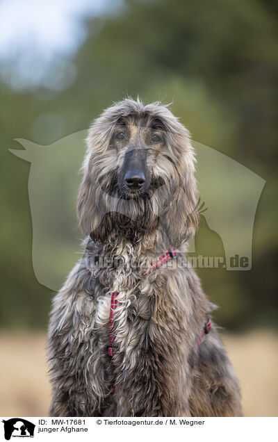 junger Afghane / MW-17681