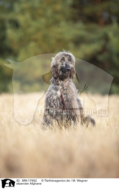 sitzender Afghane / MW-17682