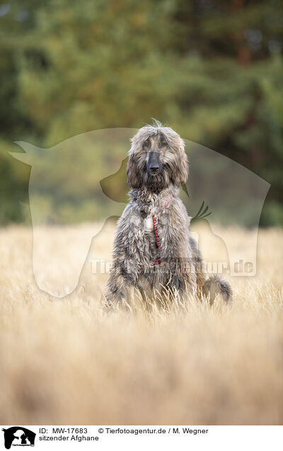 sitzender Afghane / MW-17683
