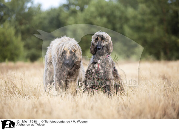 Afghanen auf Wiese / Afghan hounds on meadow / MW-17688