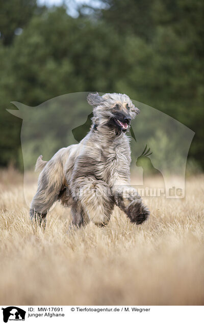 junger Afghane / MW-17691