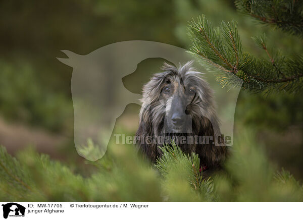 junger Afghane / young Afghan / MW-17705