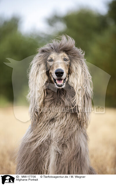 Afghane Portrait / MW-17706