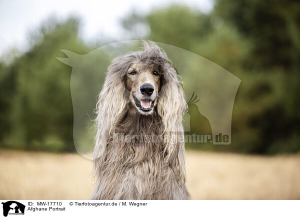 Afghane Portrait / MW-17710
