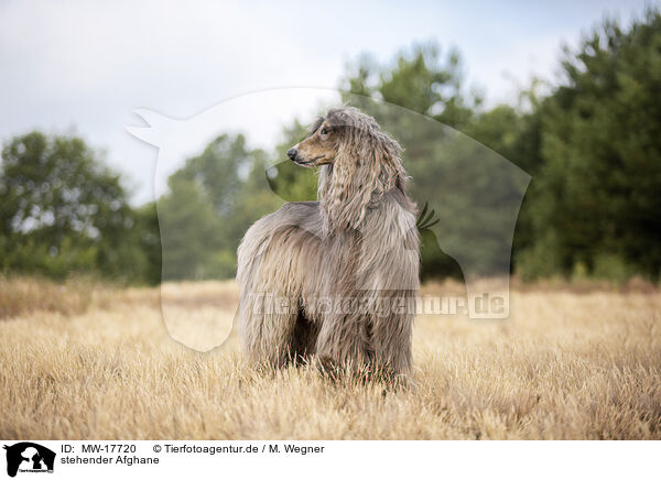 stehender Afghane / standing Afghan / MW-17720
