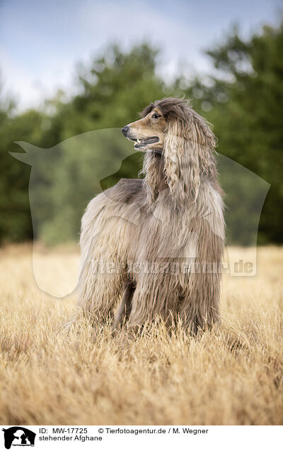 stehender Afghane / MW-17725