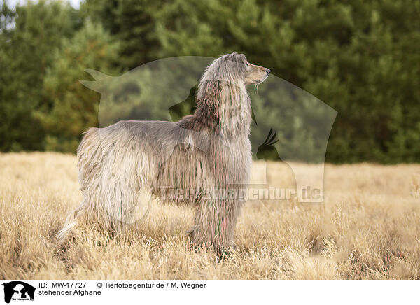 stehender Afghane / MW-17727