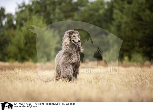 rennender Afghane / MW-17729