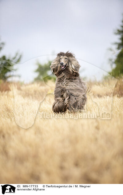 rennender Afghane / running Afghan / MW-17733