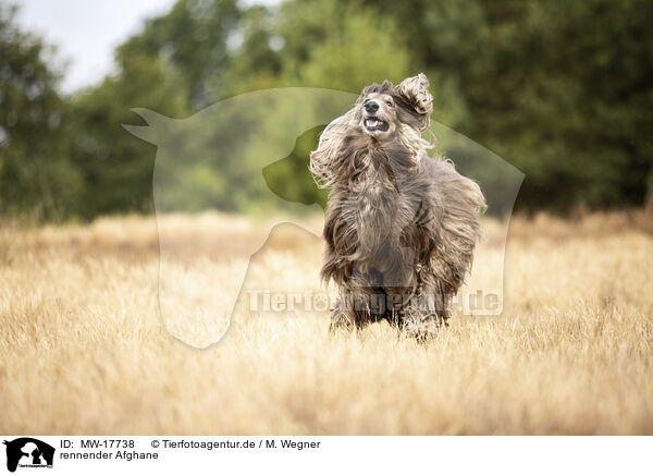 rennender Afghane / MW-17738