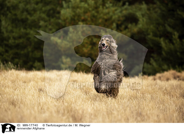 rennender Afghane / running Afghan / MW-17740
